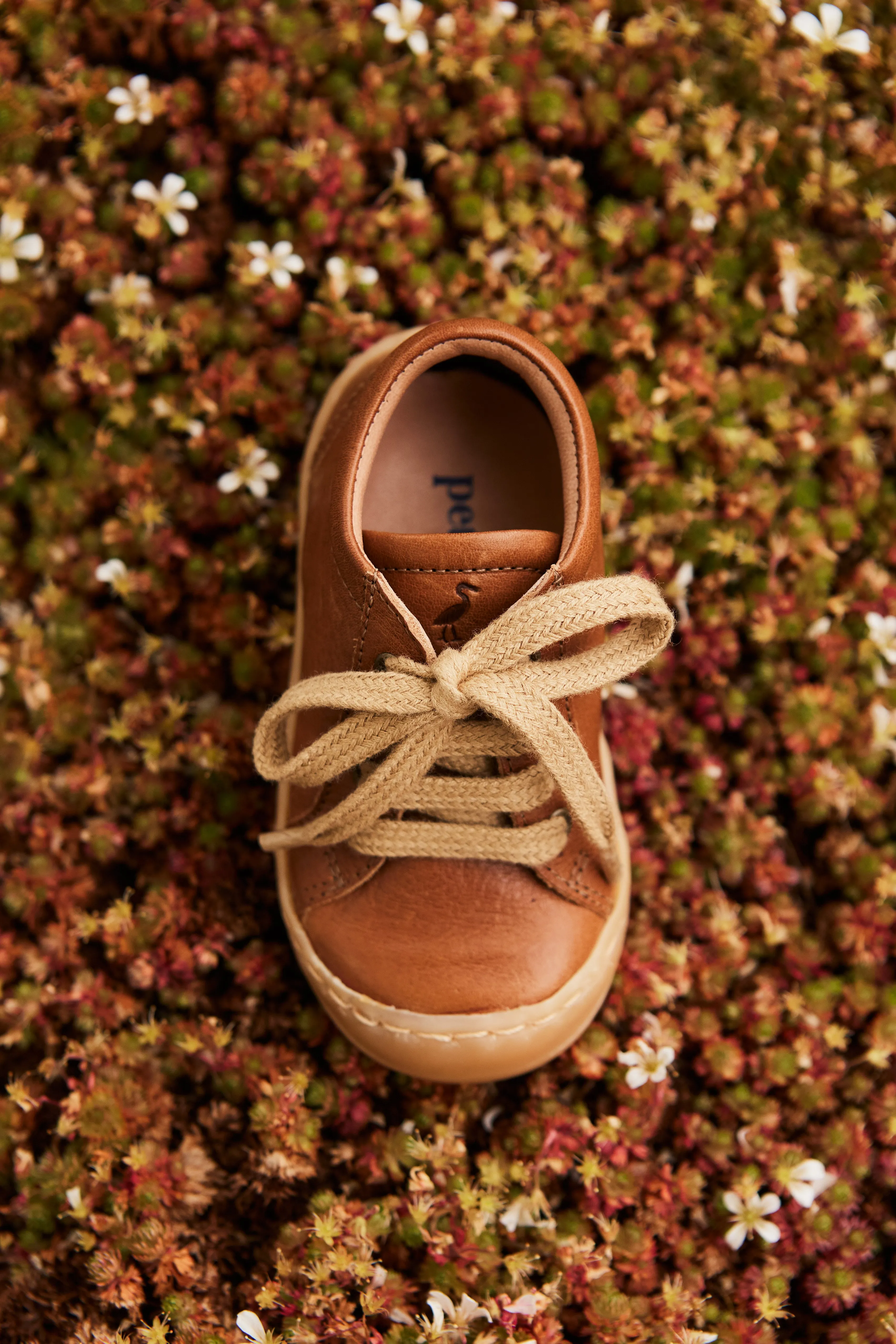 Everyday shoe Lace - Cognac